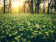 Melissa officinalis Melissa officinalis