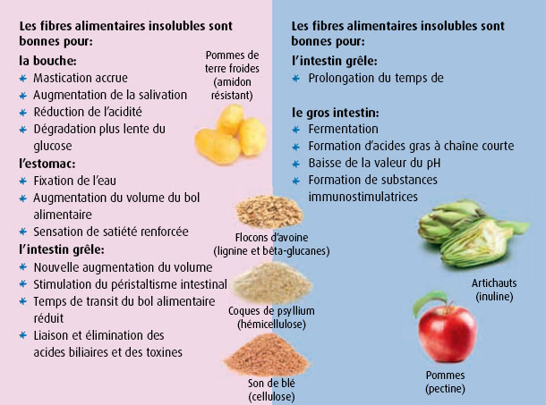 Qu'est-ce que les fibres alimentaires et sont-elles bénéfiques ?