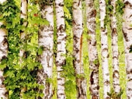 forêt de bouleaux forêt de bouleaux