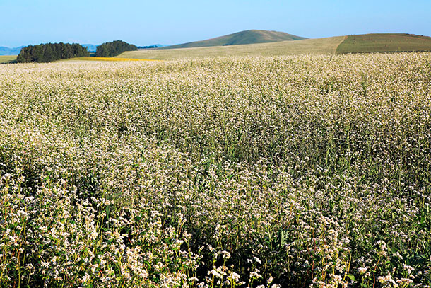 Ein Bucheizenfeld in voller Blüte (Foto: agefotostock, Zoonar)