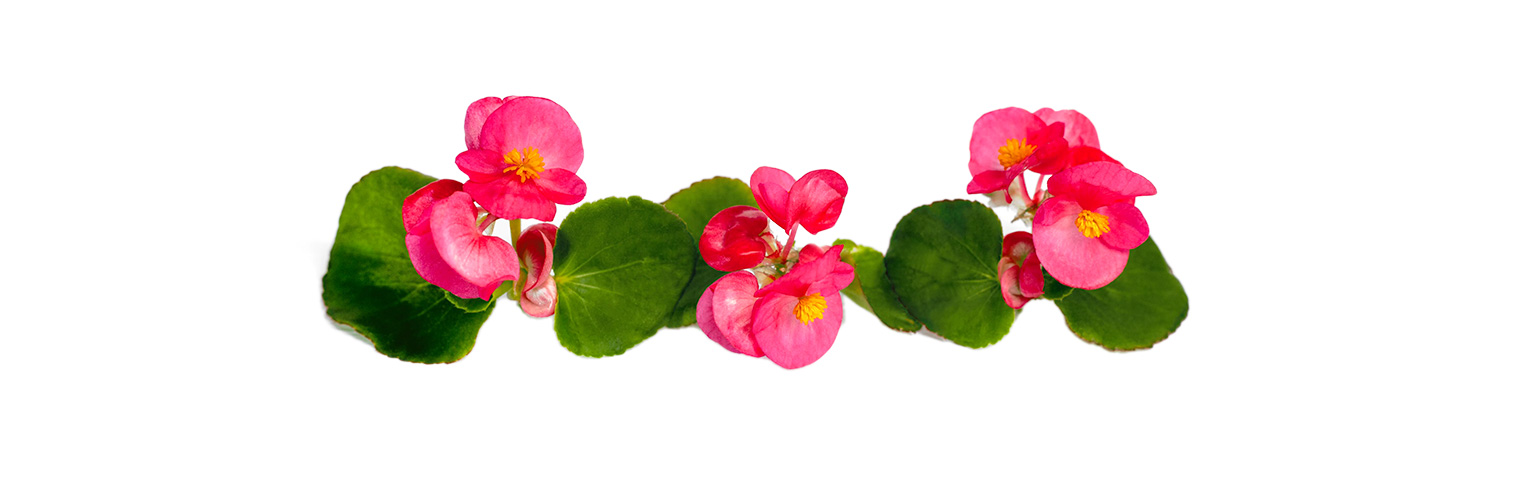 Rosafarbene Blüten der Begonie stehen vor weissem Hintergrund.