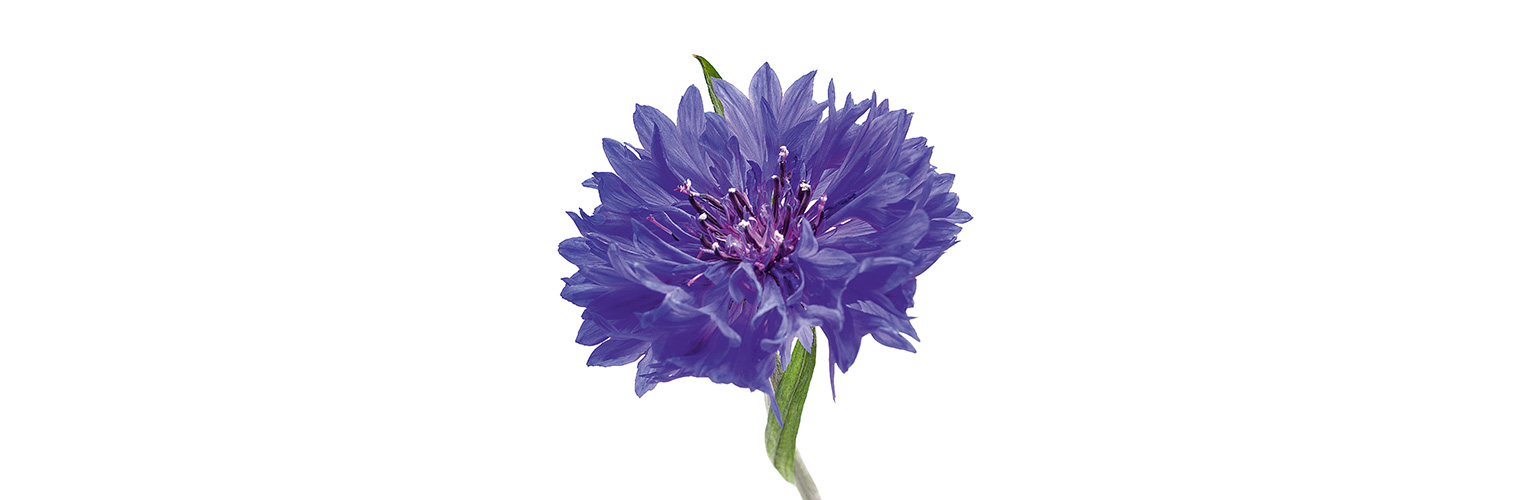 Eine violette Blüte der Kornblume steht vor weissem Hintergrund.