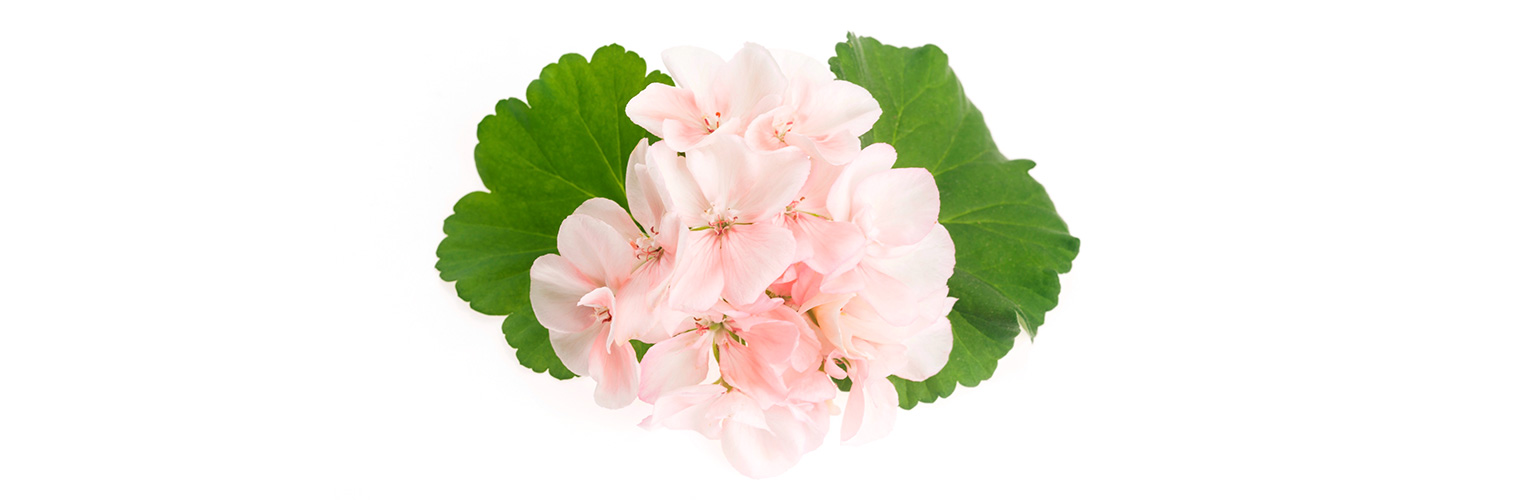 Ein zart rosa Blüte-Strauss der Duftpelargonien steht vor weissem Hintergrund.