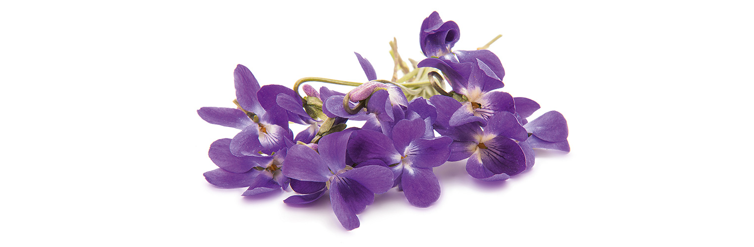 Ein Blütenstrauss dunkel violetter Veilchen liegen in weissem Raum.