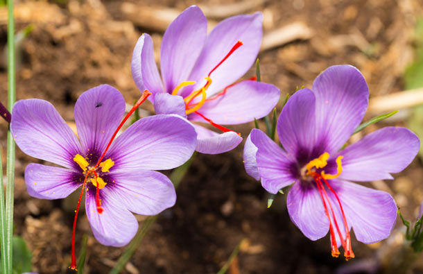 Safran – Gewürz aus einer Blume | A.Vogel