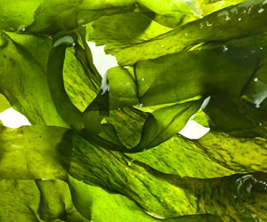 Verschiedene Algen: Arame bis Wakame Verschiedene Algen Arame Wakame