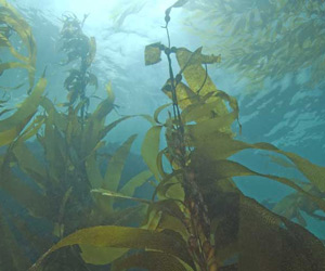 Kelp Jod