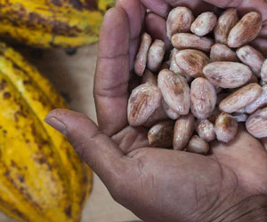 Le chocolat rend intelligent  