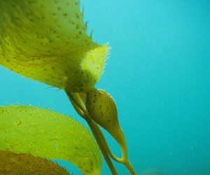 Riesentang (Macrocystis pyrifera) (Foto: Claire Fackler, CINMS, NOAA) Riesentang