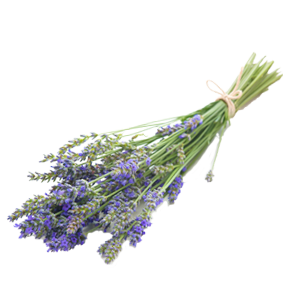 Lavendel