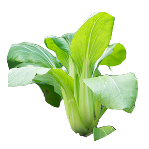 Pak Choi (Foto: Adobe Stock/corners74) Pak Choi