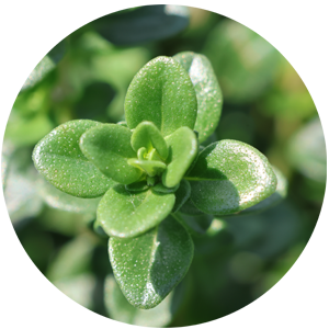 Thymian