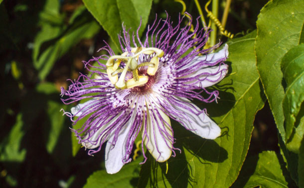 Die Passionsblume (Passiflora incarnata) hat sich zur Behandlung von  Anspannung und Nervosität bewährt. 