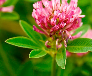 Trèfle rouge en fleurs dans un pré vert.