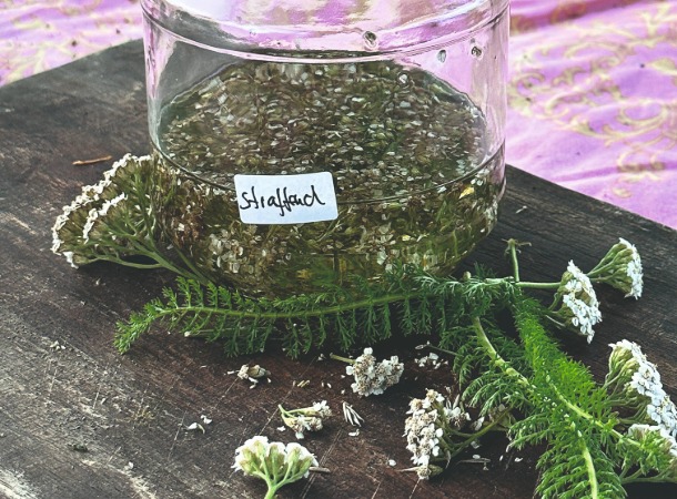 Glas mit Schafgarben-Auszug