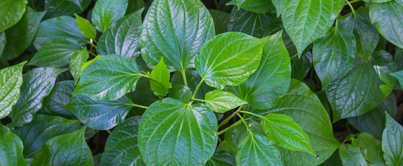 Kava-Kava Blätter