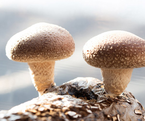 Shiitake-Pilze die auf einem Baumstamm wachsen.