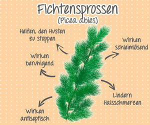 Fichtensprossen