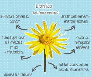 Infographie : L’arnica montana contre les douleurs rhumatismales