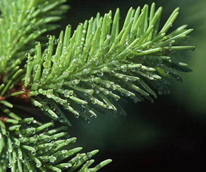 Bourgeons de sapin, une plante médicinale aux vertus expectorantes et apaisantes