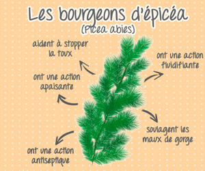 Infographie : le pouvoir guérisseur des bourgeons de sapin en cas de toux