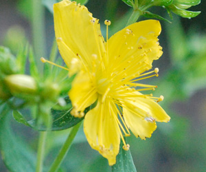 Eine gelbe Johanniskraut-Blüte steht im Fokus.