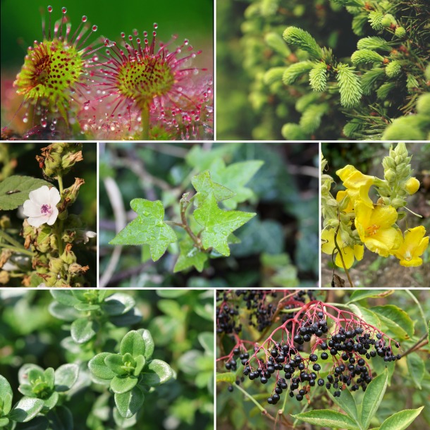 Heilpflanzen gegen Husten verschiedene Heilpflanzen Efeu, Tannenspitzen, Sonnentau, Thymian