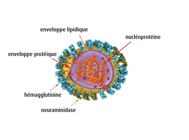 Le virus de la grippe 