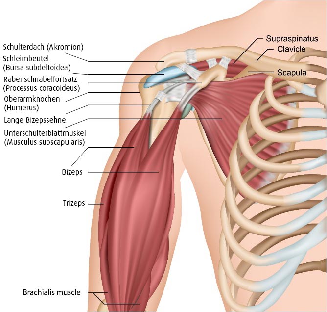Anatomie Schultergelenk