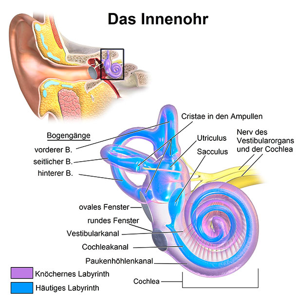 Das Innenohr (Foto: Wikimedia)