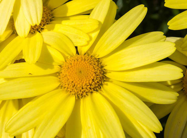 Arnica montana