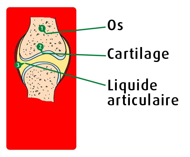 Articulations graphique Articulations