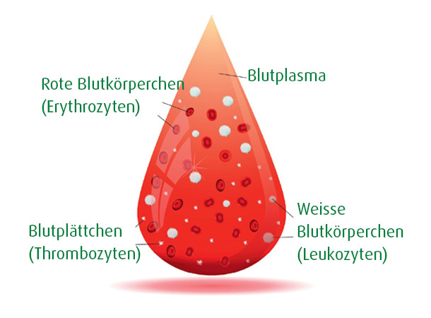 Woraus ist Blut aufgebaut? (Foto: 123RF/designua) Blutstropfen