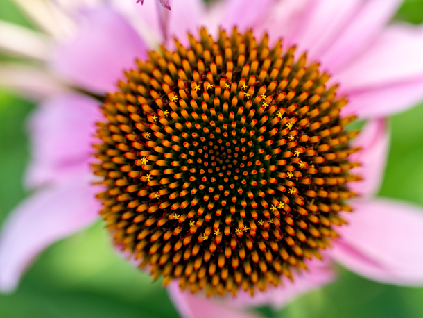Echinacea-Blüte