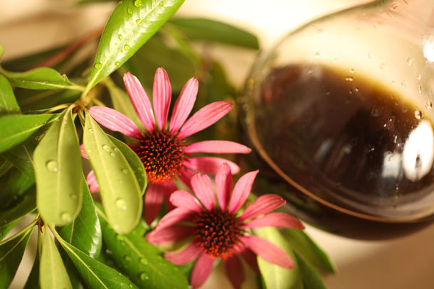 Echinacea Forschung