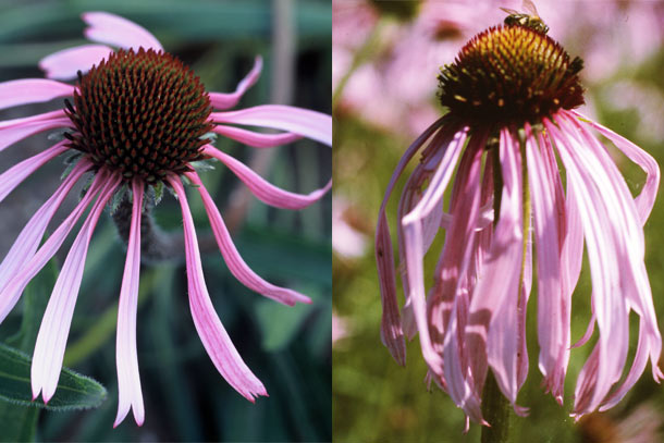 Echinacea pallida Echiancea angustifolia