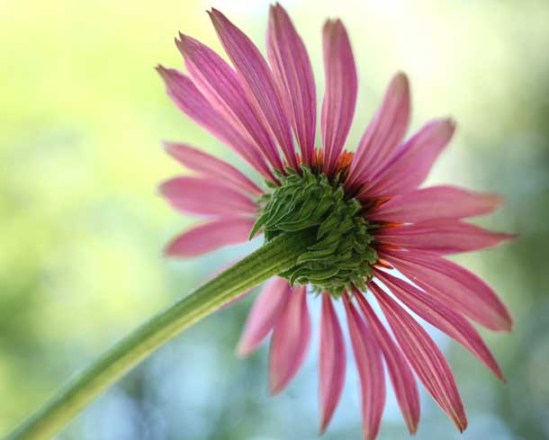 Echinacea Echinacea