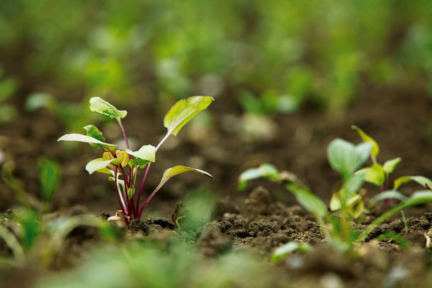 Plant d’échinacée pourpre