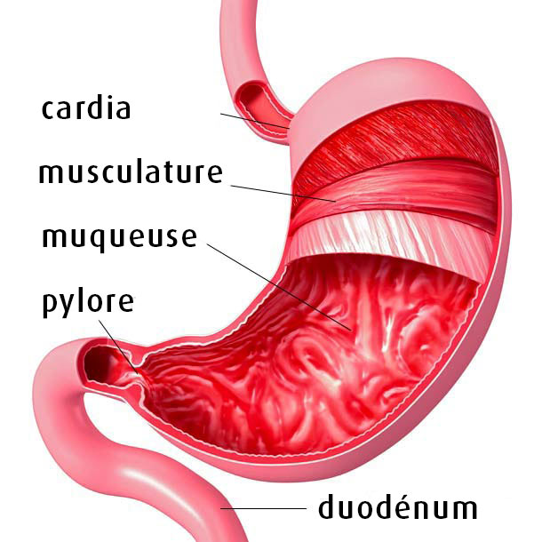 Anatomie de l'estomac