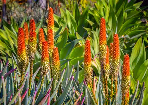 Aloe del Cabo 