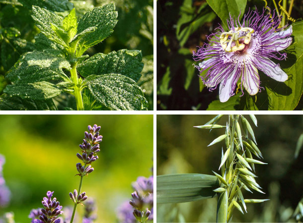 Melisse, Passionsblume, Hafer und Lavendel