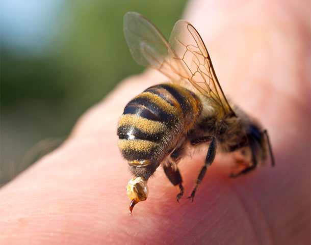 Eine Biene steht auf einem Finger. Der Stachel ist gross im Zentrum des Bildes.