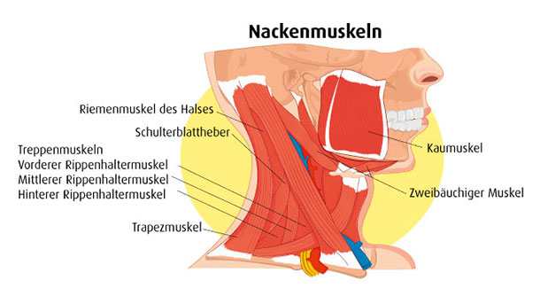 Infografik die die Muskulatur um den Nacken herum aufzeigt. 