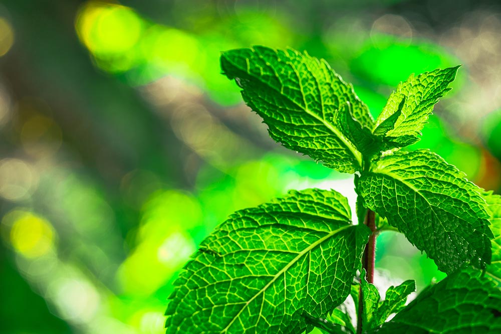 Hilfe aus der Natur gegen Schmerzen: Minze