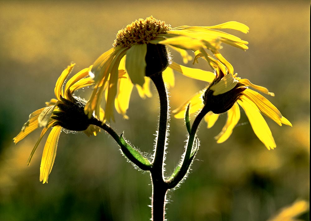 Arnica, Hilfe aus der Natur gegen Schmerzen.