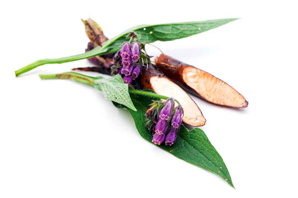 Beinwell, natürliche Hilfe gegen Schmerzen. (Foto: Fotolia, Unpict)