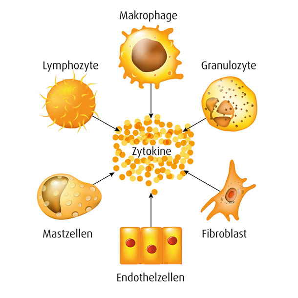  Eine zentrale Rolle spielen Zytokine: hormonähnlich wirkende Eiweissstoffe, die für die Kommunikation zwischen den Immunzellen zuständig sind. Zytokine können Immunzellen an- oder abschalten und damit Entzündungen fördern oder blockieren. 