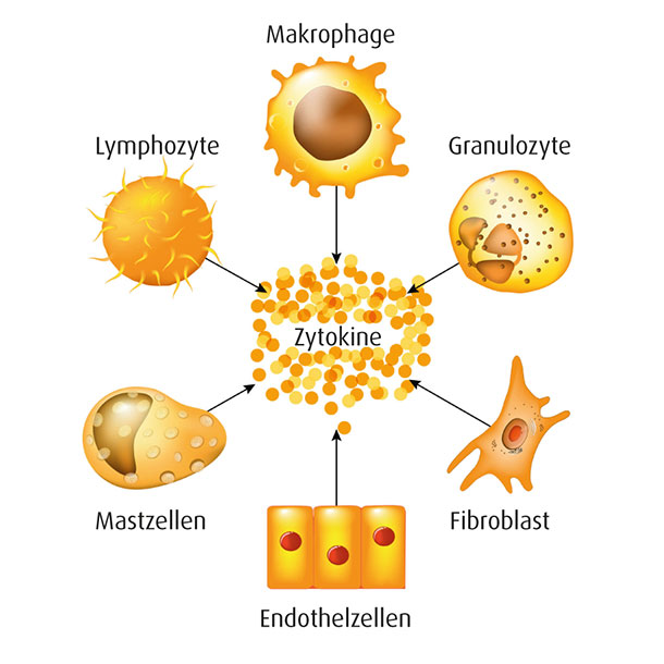 Les cytokines jouent un rôle central: les protéines analogues aux hormones, responsables de la communication entre les cellules immunitaires. Les cytokines peuvent activer ou désactiver les cellules immunitaires, favorisant ou bloquant ainsi l'inflammation.
