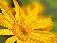 L’arnica montana contre les douleurs rhumatismales L’arnica montana contre les douleurs rhumatismales