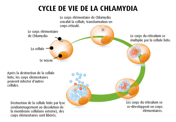 Cycle de vie de la chlamydia